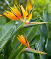 BALDUR Garten 1x Paradiesvogel-Blume Strelitzie, Pflanze im 12 cm-Topf, Strelitzia reginae, blühende Zimmerpflanze, mehrjährig - frostfrei halten, pflegeleicht, Wasserbedarf gering, blühend