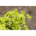Ginkgo Biloba Chris Dwarf Fächerblattbaum 25–30 cm