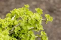 Pflanzen für Dich Konifere Ginkgo biloba Chris Dwarf, 1 St., Ginkgobaum, Fächerblattbaum, kompakt, fächerförmige Blätter