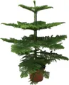 Araukarie heterophylla