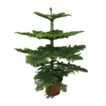 Araucaria Heterophylla Norfolk-Tanne 70 cm hoch Ø 21 cm dekorative Zimmerpflanze