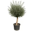 Palms-Store Olivenbaum Olea Europaea höhe: 170 -180cm gute Qualität, Stammumfang 20-30 cm, 1 St., Charaktervoller Stamm