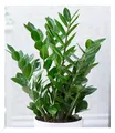 BALDUR Garten 1x Zamioculcas, Pflanze im 12 cm-Topf, Glücksfeder, Zamie, Zamia Farn, Zamia Palme, pflegeleichte Zimmerpflanze, Zimmerpflanze, mehrjährig - frostfrei halten, Zamioculcas zamiifolia