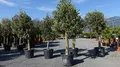 gruenwaren jakubik Olivenbaum Olive '20 Jahre' 170-180 cm, beste Qualität, winterhart, Olea Europaea