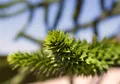 Araucaria araucana, Andentanne, 20–30 cm
