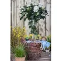 Viburnum Tinus Lorbeer-Schneeball Immergrün 30–40 cm