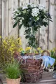 Pflanzen für Dich Gehölze Viburnum tinus, 1 St., Lorbeer-Schneeball, Immergrüner Schneeball