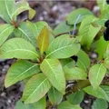Weinrote Zwerg Weide 30-40cm - Salix moupinensis