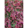 Cytisus Scoparius Besenginster Johnson's Crimson 40-50 cm