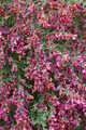 Pflanzen für Dich Gehölze Cytisus scop. Johnson's Crimson, 1 St., Besen-Ginster, Roter Besenginster
