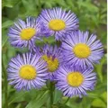Alpenaster Goliath - Aster alpinus