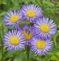 Alpenaster Goliath - Aster alpinus - lebende Gartenpflanze aus den Baumschulen