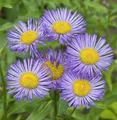 Alpenaster Goliath - Aster alpinus