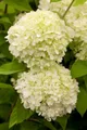 Pflanzen für Dich Gehölze Hydrangea pan. Limelight, 1 St., Rispenhortensie, Hortensie