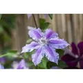 Clematis Girenas Waldrebe Violett 80–100 cm