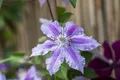 Pflanzen für Dich Kletterpflanze Clematis Girenas, 1 St., Clematis, violettblühend, kletterpflanze