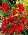 Chaenomeles 'Nicoline' 40-60 cm – Winterhart, Mehrjährig, Pflegeleicht – Zierquitte – Heckenpflanze für Garten & Sichtschutz
