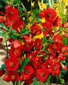 Pflanzen für Dich Gehölze Chaenomeles Nicoline, 1 St., Zierquitte, Scheinquitte