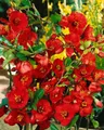 Chaenomeles 'Nicoline', Zierquitte, leuchtend rot, 40–60 cm