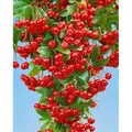 Pyracantha 'Red Column' 125-150 cm