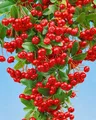 Pyracantha 'Red Column', Feuerdorn, leuchtend rot, 125–150 cm