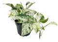 Fangblatt - Epipremnum pinnatum "Marble Variegata" - panaschierte Efeutute - exotische Zimmerpflanze - außergewöhnliche Grünpflanze