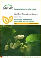 SAFLAX Blumensamen SAFLAX - Samen - Weißer Maulbeerbaum