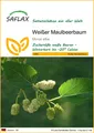 SAFLAX  - Weißer Maulbeerbaum - Morus - 200 Samen