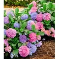 BALDUR Garten 1x Winterharte Freiland-Hortensie L.A. Dreamin®, Pflanze im 14 cm-Topf, blüht blau, rosa und dazwischen, Multicolor-Effekt, für Be... - Blau/Rosa