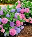 BALDUR Garten 1x Winterharte Freiland-Hortensie L.A. Dreamin®, Pflanze im 14 cm-Topf, blüht blau, rosa und dazwischen, Multicolor-Effekt, für Beet und Kübel, winterhart, mehrjährig