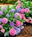 BALDUR Garten Zierstrauch Freiland-Hortensie 'L.A. Dreamin®', 1 St., Schneeball, winterhart, mehrjährig, pflegeleicht, kübelgeeignet
