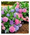 Winterharte Freiland-Hortensie "L.A. Dreamin®" 1 Pflanze Hydrangea