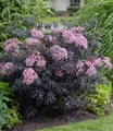 BALDUR Garten 2x Terrassen-Holunder Cherry Lace®, Pflanze im 9x9 cm-Topf, Blüten und reife Beeren vielseitig verwendbar, winterhart, pflegeleicht, Wasserbedarf gering, blühend, Sambucus nigra