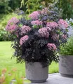 BALDUR Garten Obstpflanze Terrassen-Holunder 'Cherry Lace®', 2 St., Holunderbeeren, winterhart, mehrjährig, pflegeleicht