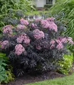 BALDUR Garten Terrassen-Holunder 'Cherry Lace®',2 Pflanzen