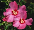 Dehner Zierstrauch Hibiskus Silke, kompakter Wuchs, Hibiscus syriacus, rosa, Garten-Eibisch, viele malvenähnliche Blüten