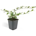 Exotenherz Bodendecker Cotoneaster Dammeri Teppich Zwergmispel 9cm Topf Set mit 6 Pflanzen