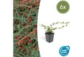 Exotenherz Beetpflanze Bodendecker Cotoneaster dammeri Zwergmispel 9cm Topf Set 6 Pflanzen
