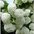 Echter Schneeball 40-60cm - Viburnum opulus Roseum