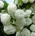 Echter Schneeball 40-60cm - Viburnum opulus Roseum - lebende Gartenpflanze aus den Baumschulen