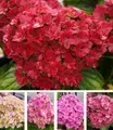 BALDUR Garten Zierstrauch 5-Stufen Hortensie 'Together®', 1 St., Hydrangea, winterhart, reichblühend, lange Blütezeit