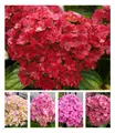 5-Stufen Hortensie "Together®",1 Pflanze