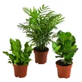 Dehner Zimmerpflanze Pflanzen-Set Badezimmer, je 1x Bergpalme, Balsamapfel, Nestfarn, immergrüne Wohnraumpflanzen, luftreinigende Wirkung
