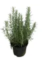Rosmarinus officinalis - Rosmarin 25-30 cm - Topf