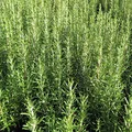 Rosmarinus Officinalis – Rosmarin 25–30 cm