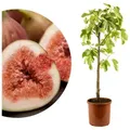 Meine Orangerie Feigenbaum Stämmchen - Ficus Carica "Bornholm" - Bornholmfeige, pflegeleicht und selbstbefruchtend, winterharte Feige in Gärtnerqualität 19 cm