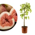 Meine Orangerie - Winterharter Feigenbaum - Echte Feige - Ficus Carica - Bornholmfeige - winterharte Feige in Gärtnerqualität - Fig tree - Feigenbaum selbstbefruchtend