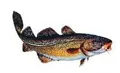 AUFKLEBER DORSCH (Groß - Länge ca: 23cm)