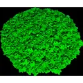 LEGO 1x1 Blume Hellgrün - Pflanze Blätter Pflanzenblatt - Bright Green 32607 - 100x (32607, LEGO Zubehör) (32607)