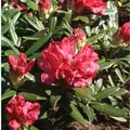 Rhododendron Bohlkens Roter Stern 25-30cm - Rhododendron williamsianum
